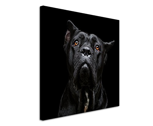 Leinwandbilder quadratisch 60x60cm Tierbilder – Schwarzer Cane Corso von Unique