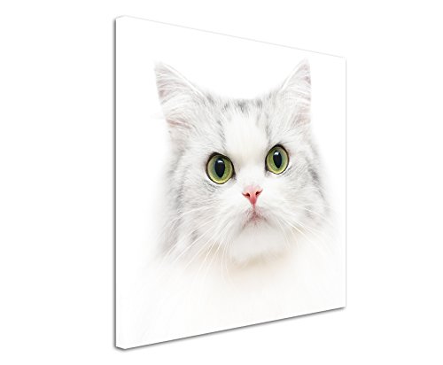Leinwandbilder quadratisch 60x60cm Tierbilder – Süße weiße Katze mit grünen Augen von Unique