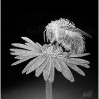 Handgravierter Glasrahmen - Biene Und Gänseblümchen Gravur Blumenglaskunst Einzigartiges Geburtstagsgeschenk Personalisierte Geschenke Handgravierter Glasrahmen - Biene Und Gänseblümchen Gravur Blumenglaskunst Einzigartiges Geburtstagsgeschenk Personalisierte Geschenke von UniqueGlassEngraving