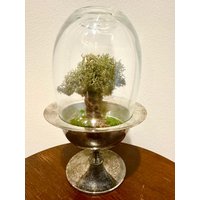Miniature Tree Terrarium, Konserviertes Moos-Terrarium - Hand Modelliert Von Uniqueleeart von UniqueLeeArt