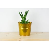 Metall Übertopf - Candy Gold Farbe Sukkulenten Home Decor Pflanzenhalter Metalleimer von UniqueWoodArtwork