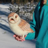 Nadelgefilzte Schleiereule, Nadelgefilzter Vogel, Eulenskulptur, Vogelskulptur, Eule Wohnkultur, Geschenk Für Eulenliebhaber von UniqueWoolGiftsPL