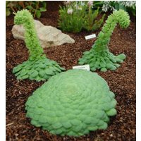 Aeonium Tabuliforme | Tabulaeforme/20 Samen von UnusualSeeds