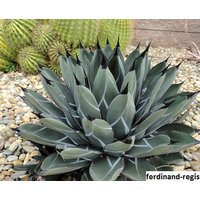 Agave Ferdinandi-Regis | König Der Agaven/10 Samen von UnusualSeeds