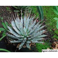 Agave Utahensis | Sehr Kalt Winterhart/10 Samen von UnusualSeeds