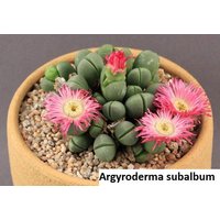 Argyroderma Subalbum/20 Samen Pro Packung von UnusualSeeds