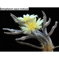 Astrophytum Caput-Medusae [Rarität]/5 Samen von UnusualSeeds