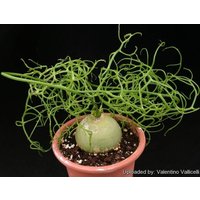 Bowiea Volubilis | Kletterlauch/5 Samen von UnusualSeeds