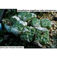 Conophytum Angelicae Ssp Tetragonum [Sehr Selten]/10 Samen von UnusualSeeds