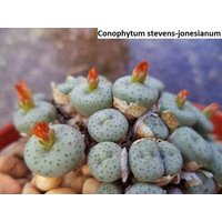 Conophytum Stevens-Jonesianum/10 Samen von UnusualSeeds