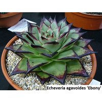 Echeveria Agavoides "Ebony'/20 Samen | Ebenholz-Wachsagave von UnusualSeeds