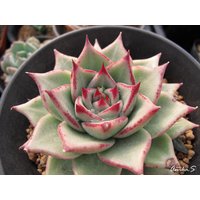 Echeveria Agavoides V Sirius [Selten]/20 Samen von UnusualSeeds