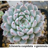 Echeveria Cuspidaten V Gemmula/20 Samen von UnusualSeeds