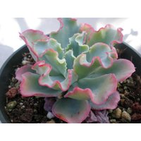 Echeveria Gibbiflora/20 Samen | Rarer Echeveria von UnusualSeeds