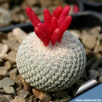 Epithelantha Micromeris/10 Samen | Knopfkaktus von UnusualSeeds