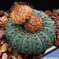 Frailea Castanea | Asterioides/10 Samen von UnusualSeeds