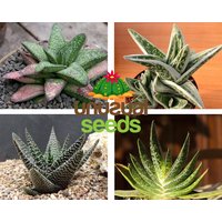 Gasteria Mix/10 Samen Pro Packung von UnusualSeeds