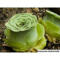 Greenovia Dodrantalis/20Samen von UnusualSeeds
