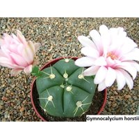 Gymnocalycium Horstii/10 Samen | Spinnenkaktus von UnusualSeeds