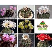 Gymnocalycium Mix/10 Samen Pro Packung von UnusualSeeds