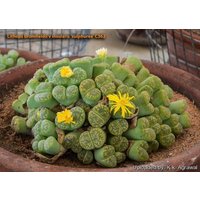 Lithops Bromfieldii Insularis V Sulphurea C362 [Rarität]/20 Samen von UnusualSeeds