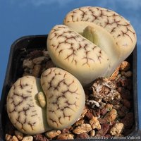 Lithops Grazilelineata/Lebendige Steine 15 Samen von UnusualSeeds