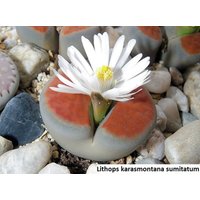 Lithops Karasmontana "Sumitatum'/20 Samen | Living Stones von UnusualSeeds