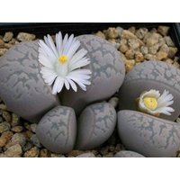 Lithops Marmorata/Lebendige Steine 20 Samen von UnusualSeeds