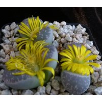 Lithops Naureeniae [Rarität]/Lebendige Steine 20 Samen von UnusualSeeds