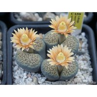 Lithops Verruculosa/Lebendige Steine 20 Samen von UnusualSeeds
