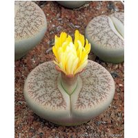 Lithopspseudotruncatella/Lebendige Steine Stein 15 Samen von UnusualSeeds