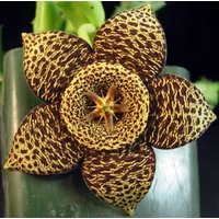 Orbea Variegata | Seestern, Aaskaktus/5 Samen von UnusualSeeds