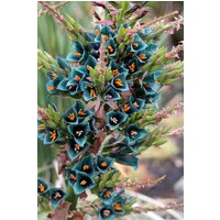 Puya Alpestris | Saphirturm/10 Samen von UnusualSeeds