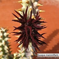 Quaqua Mammillaris [Rarität]/5 Samen von UnusualSeeds