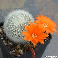 Rebutia Fiebrigii/10 Samen Pro Packung | Orange Kronenkaktus von UnusualSeeds