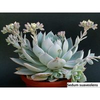 Sedum Suaveolens/20 Samen | Süß Riechendes Sedum von UnusualSeeds