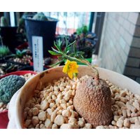 Talinum Caffrum/10 Samen von UnusualSeeds