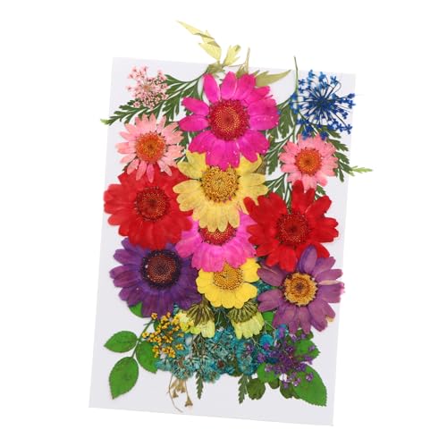 Uonlytech Getrocknete Blumen Und Pflanzen DIY Bastelmaterial Für Epoxy Handwerk Natürliche Trockenblumen Für Dekoration Und Geschenke Uonlytech Getrocknete Blumen Und Pflanzen DIY Bastelmaterial Für Epoxy Handwerk Natürliche Trockenblumen Für Dekoration Und Geschenke von Uonlytech