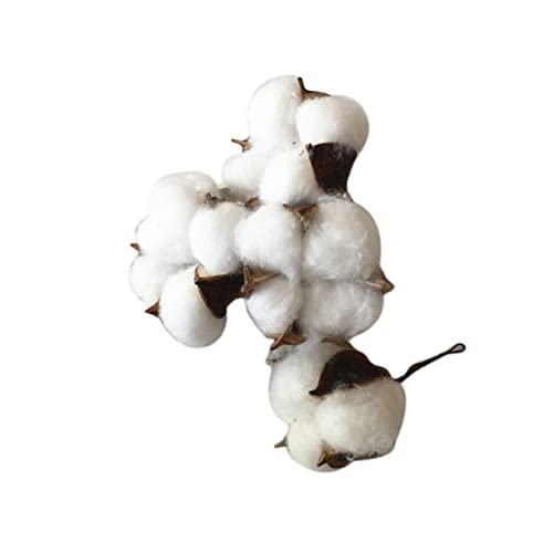 Uonlytech 5stücke Künstliche Baumwolle Blumen Für Haus Hochzeit Dekoration Natürliche Baumwollblumen Künstliche Baumwolle Blumendekor Für Tisch Wand Dekoration Uonlytech 5stücke Künstliche Baumwolle Blumen Für Haus Hochzeit Dekoration Natürliche Baumwollblumen Künstliche Baumwolle Blumendekor Für Tisch Wand Dekoration von Uonlytech