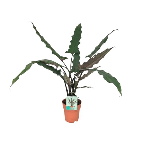 FloraFiesta - Olifantsoor - Alocasia Lauterbachiana - Pot Ø19 cm - Hoogte 80 cm von Urban Living