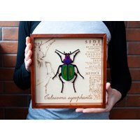 Holz Insekt 3D Kunst in Schattenbox. Calosoma Sycophanta Oder Waldraupenjäger Im Rahmen. Landhaus Dekor. Dunkle Wissenschaft von UrfinAndJusse