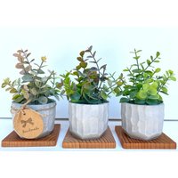 Künstliche Eukalyptus-Pflanze in Handgefertigtem Strukturiertem Betontopf Mit Holztablett - Erhältlich Pink, Lila Oder Grün von UrsinasDecoShop