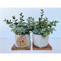 Künstliche Eukalyptus-Pflanze in Handgemachtem Betontopf Mit Holztablett - Schwimmende Regalpflanze, Bauernhaus, Rustikal, Boho-Dekor Fake-Pflanze Künstliche Eukalyptus-Pflanze in Handgemachtem Betontopf Mit Holztablett - Schwimmende Regalpflanze, Bauernhaus, Rustikal, Boho-Dekor Fake-Pflanze von UrsinasDecoShop
