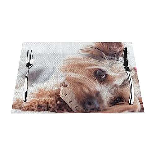 30,5 x 45,7 cm Yorkshire Terrier Print Platzsets Hitzebeständig Tischset für Esstisch Küche Tisch Matten 30,5 x 45,7 cm Yorkshire Terrier Print Platzsets Hitzebeständig Tischset für Esstisch Küche Tisch Matten von VACSAX