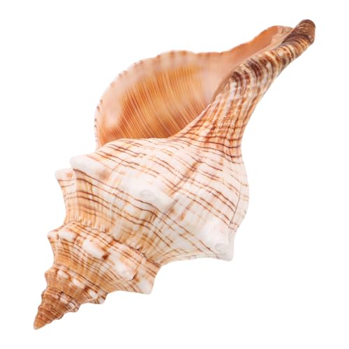 VALICLUD Natürliche Conch Muschel Dekoration Küstenstil Aquarium Ornament Vielseitiger Meeres-deko Akzent für Kleine Kakteen Tisch und Strandmottoparty VALICLUD Natürliche Conch Muschel Dekoration Küstenstil Aquarium Ornament Vielseitiger Meeres-deko Akzent für Kleine Kakteen Tisch und Strandmottoparty von VALICLUD