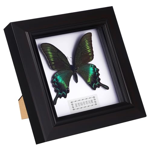 VALICLUD Schmetterling Specimen Bilderrahmen Wanddeko Realistische Nachbildung Tischornament für Wohnzimmer Büro VALICLUD Schmetterling Specimen Bilderrahmen Wanddeko Realistische Nachbildung Tischornament für Wohnzimmer Büro von VALICLUD