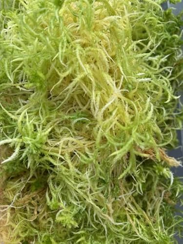 lebendes Sphagnum Moos 500g von VARIEGATA