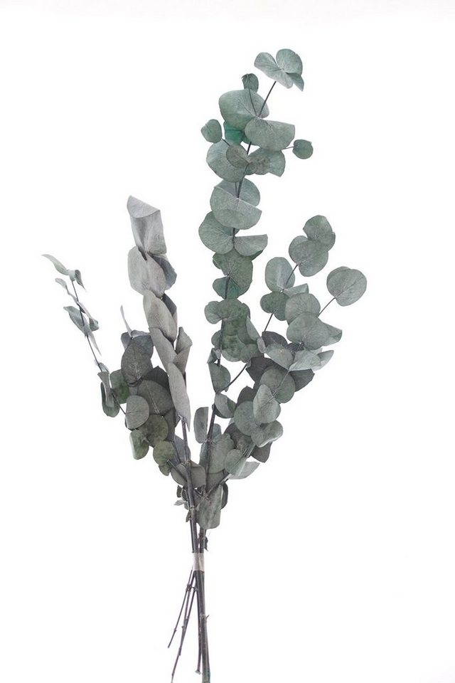 Kunstpflanze Eukalyptus, VBS, 30 cm - 65 cm lang von VBS