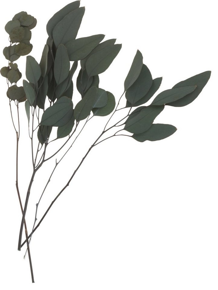 Kunstpflanze Eukalyptus, VBS, 35 g von VBS