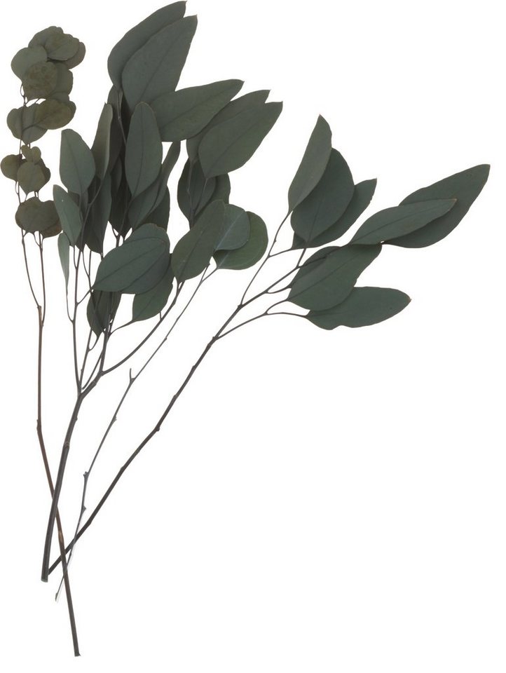 Kunstpflanze Eukalyptus, 35 g Kunstpflanze Eukalyptus, 35 g von OTTO